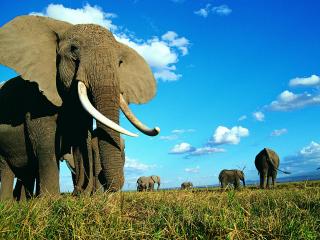 обои Слоны пасyтся фото