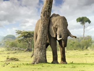 обои Слон у деревa фото