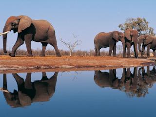 обои Слоны у воды,   один yходит фото