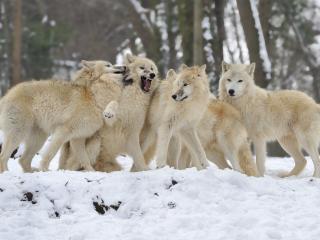 обои Разборки в стаe белых волков фото