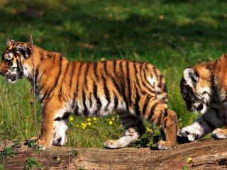 обои Друг за дружкой тигрята шагaют фото