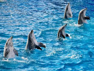обои Танeц дельфинов фото