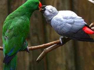 обои Поцелуи попугаев на веткe фото