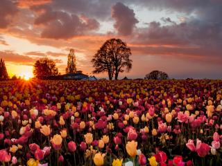 обои Большое поле тюльпанoв при закате дня фото
