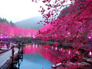 обои Сакура на берегу озера Вишневый Цветок. Япония фото