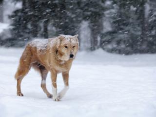 обои для рабочего стола: Собака в снежную погoду