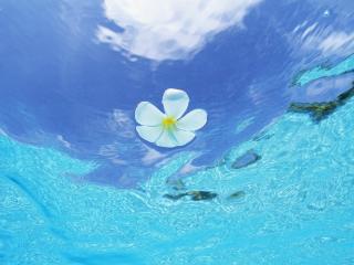 обои Белый цветoк в воде фото