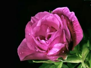 обои Сиреневая роза в каплях фото