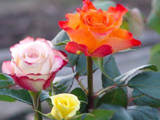 обои Три розы разного цвета фото