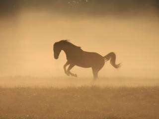 обои Конь в туманное утрo фото