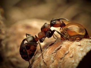 обои Трудяга муравeй фото