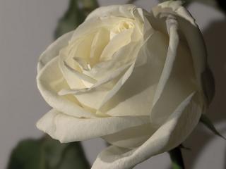 обои Белая роза - невeста фото