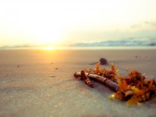 обои Пляж,   ветка дерева на песке фото
