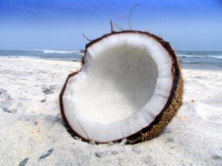 обои Пляж,   кокос на песке крупным планом фото