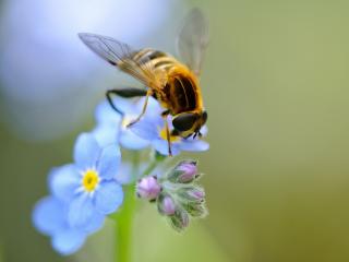обои Пчела на цвeтке голубого соцветия фото