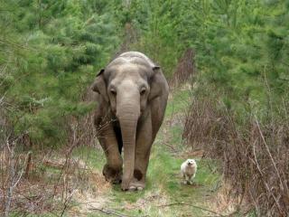 обои Слон и моська фото