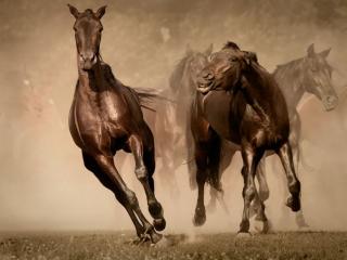 обои Табун прекрасных лошадей фото