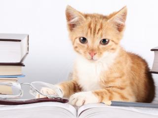 обои для рабочего стола: Котенок в окружении книг