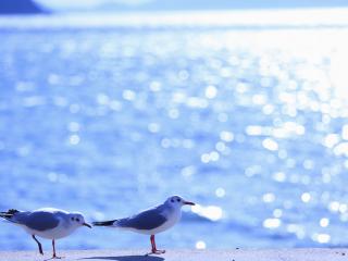 обои Две чайки,   на фоне бликов синего моря фото