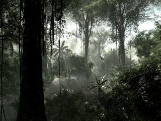 обои Тропический лес,   лианы фото