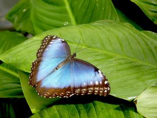 обои Голубая бабочка на зелёном цветке фото