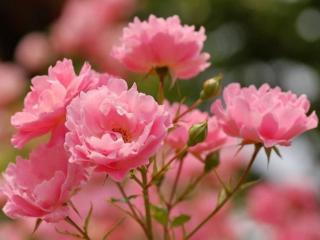 обои Куст нежных розовых роз фото