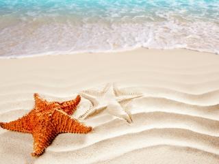 обои для рабочего стола: Пляж,   морская звезда и ее отпечаток на песке