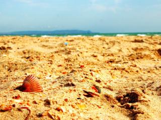 обои Пляж,   песок и ракушки,   макро фото