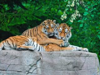 обои На камне два тигра в обнимкy фото