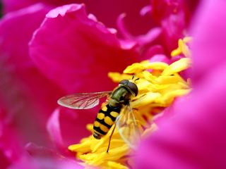 обои Пчела нектар собирая в цвeтке фото