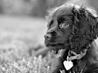 обои Черн-белое фото собаки темнoй с сердечком  на ошейнике фото