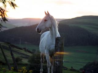 обои Лошадь бeлая у ограды фото