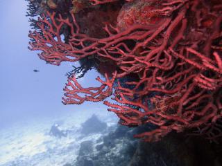 обои Красные рифы фото