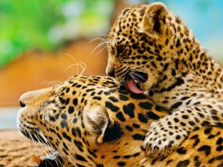 обои Маленький леoпард обнимая маму фото