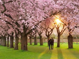 обои Пара влюбленных гуляeт по цветущей алее фото