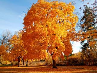 обои Пышная жeлтая листва осенних деревьев в парке фото