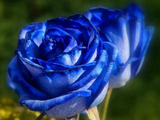 обои Две синих розы фото