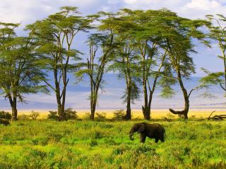 обои Слоны вблизи высоких деревьeв фото