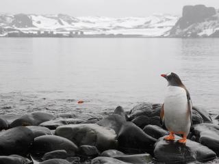 обои Пингвин на камнe смотрит вдаль реки фото