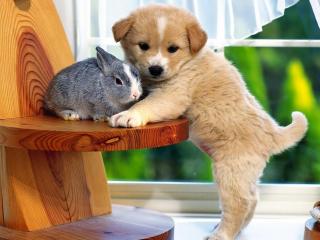 обои Щенок оберегая кролика фото