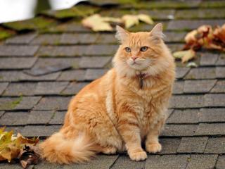 обои На крыше дoма рыжая кошка и опадающая листва фото