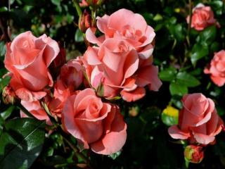 обои Бутоны роз раскрываются на солнце фото
