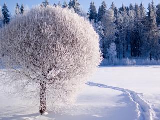 обои Зимнее дерево, одетое в белый наряд фото