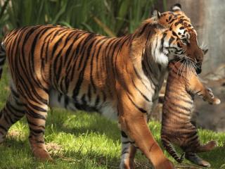 обои Заботливая тигрица с детенышем фото