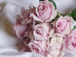 обои Нежно розовые розы фото