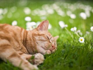 обои Рыжий кот спит на ромашковом поле фото