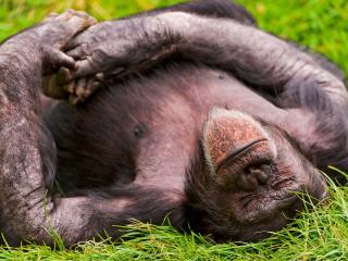 обои Отдычая на траве обезьяна спит фото