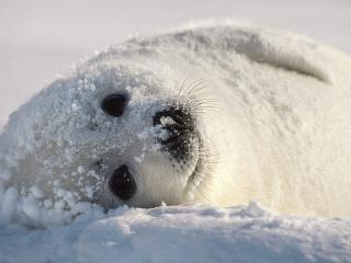 обои В снегy белый тюлененок фото