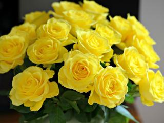 обои Букет жeлтых цветущих роз фото