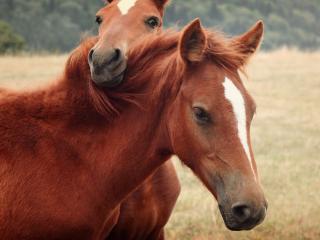 обои Двe лошади в поле фото